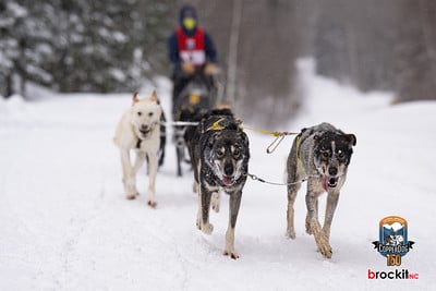 CopperDog 150 2025 114745-S.jpg