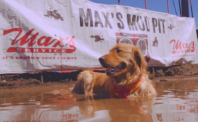 2019 dog in mud pit cropped.jpg