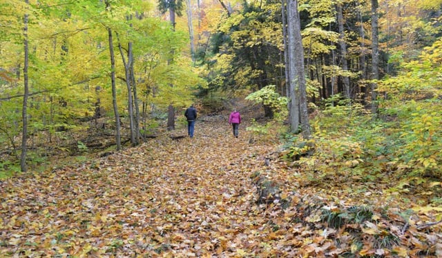 Palmer Woods Forest Reserve 4