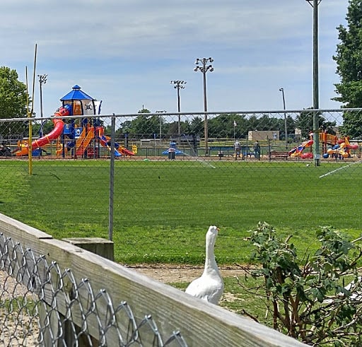 Basil Griffin Park 4
