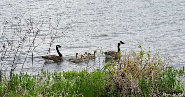 Lake Miola 1