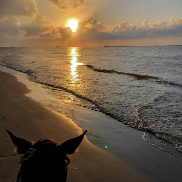 Galveston Horse and Pony Rides8