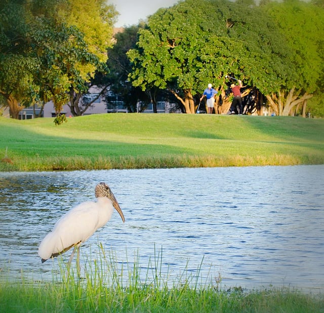 Flamingo Lakes Golf 4