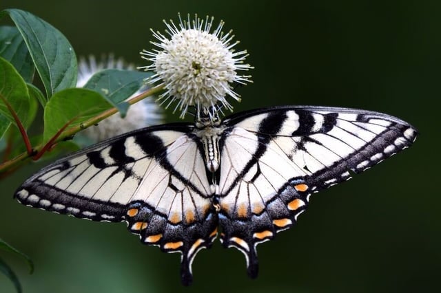 Bixler Lake Park Butterfly.jpg