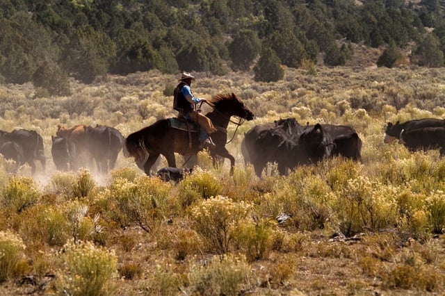 Ranch 1