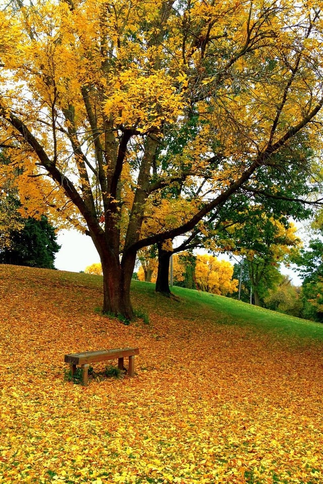 middle park leaf