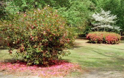 Lucas Park1
