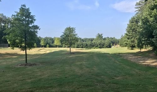 Graves Park4