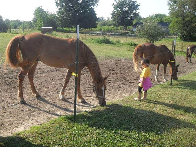 Simpsarosa Stables3