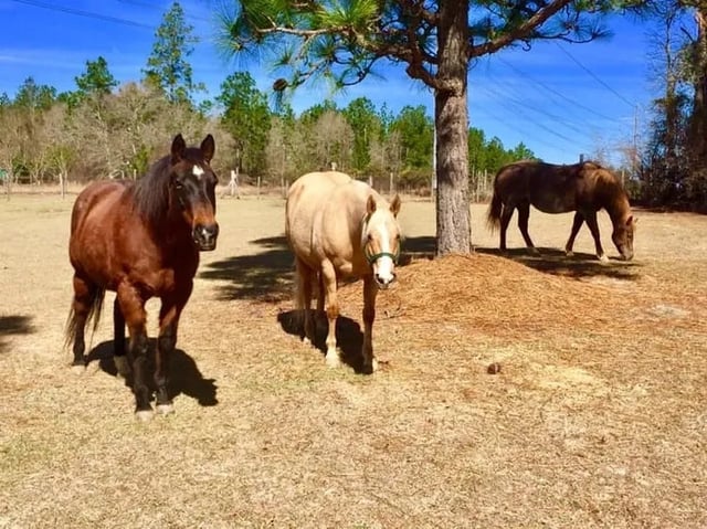 Almost Heaven Stables5
