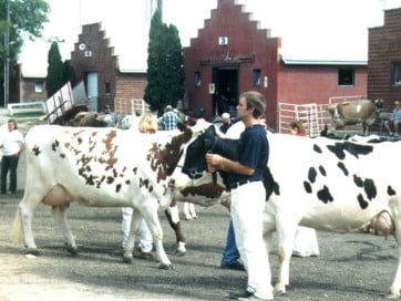 Cattle 6