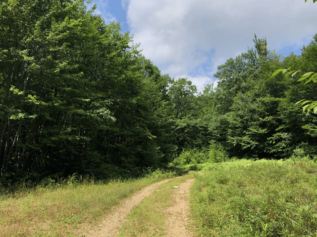 Berry Pond Preserve 2