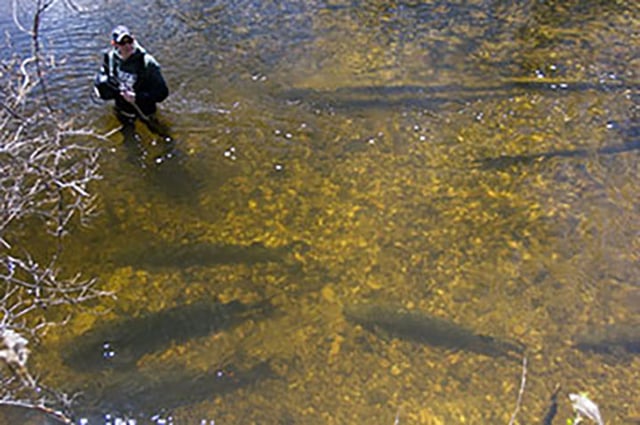 bauman-in-black-river-with-sturgeon-WEB