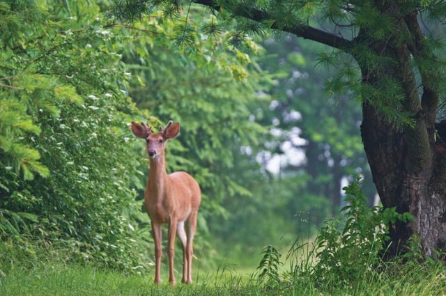 Crackerneck Wildlife Management Area and Ecological Reserve2