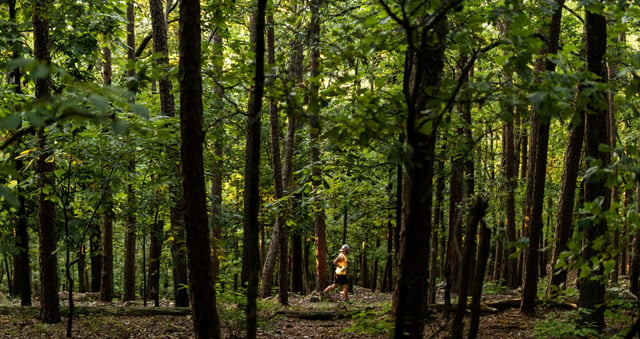 Pinnacle Mountain State Park16