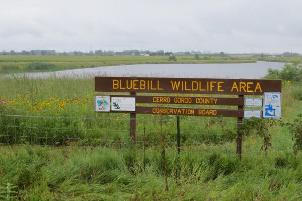 Bluebill Wildlife Area 1