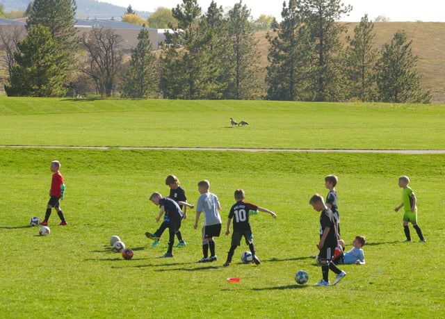 Plantes Ferry Sports Complex 2
