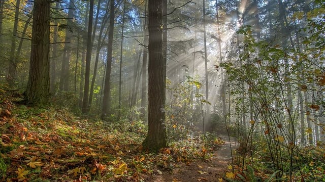 hiking-trails-little-mountain.jpg