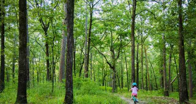 Pinnacle Mountain State Park17