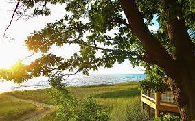 olive shores