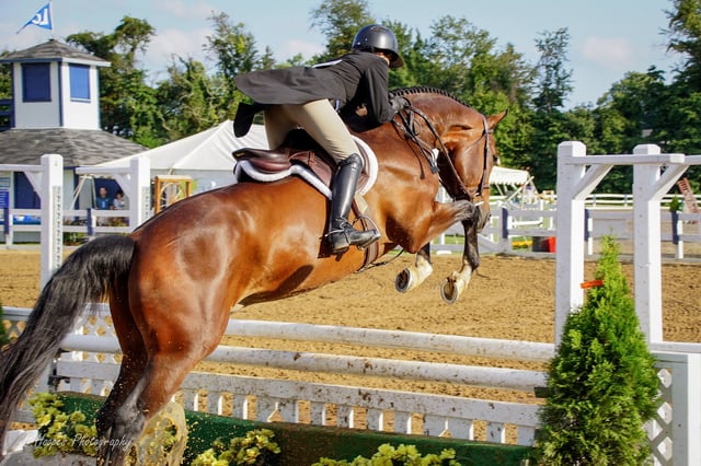 Ludwig's Corner Horse Show6