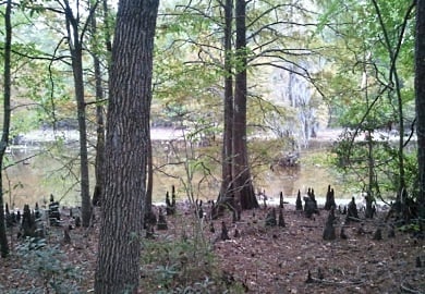 Crackerneck Wildlife Management Area and Ecological Reserve3