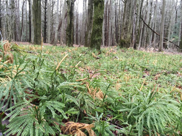 Wau-Ke-Na, William Erby Smith Preserve3