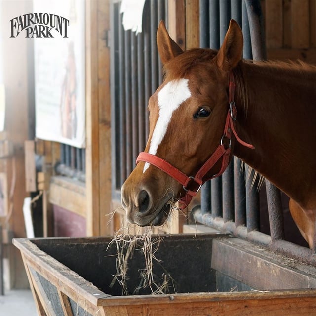 Fairmount-Park-horse-2acdf57f5056a36_e45adf5f6bc0c5c2a30a39868f44eab6.jpg