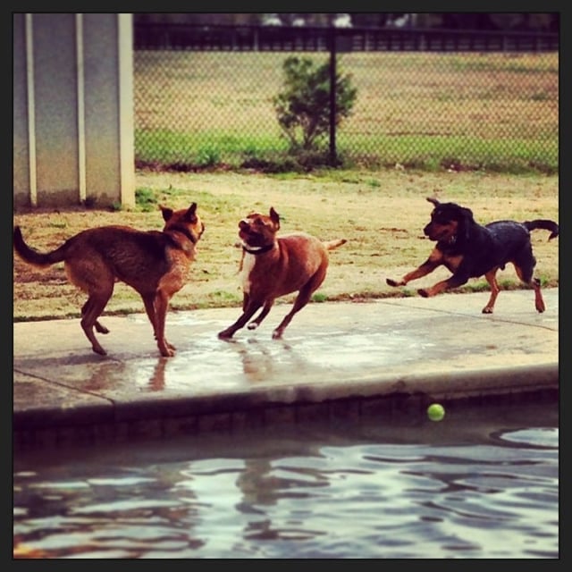 Aiken Dog Park10