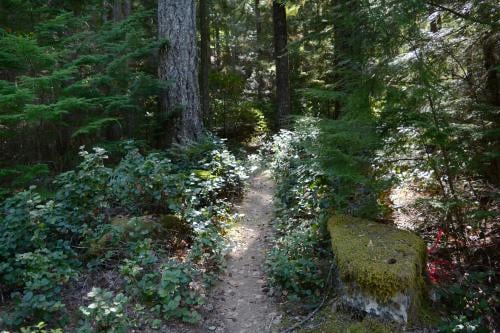 Olallie Ridge Loop 2