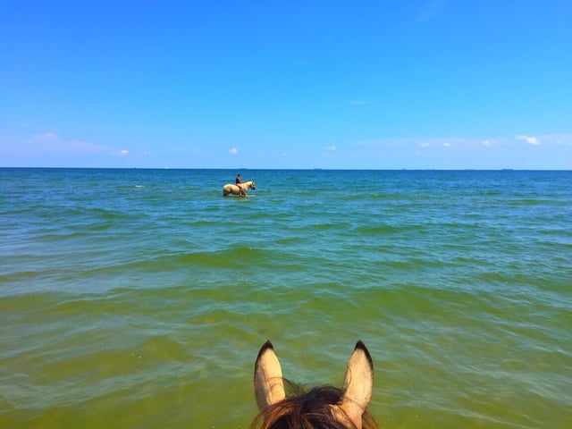 Galveston Horse and Pony Rides5
