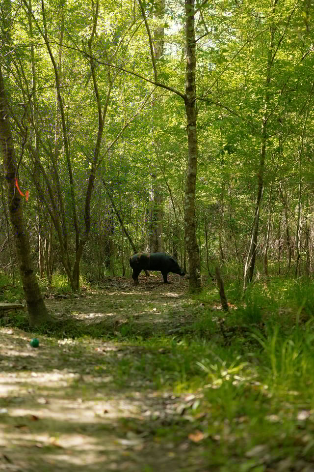 Archery at Spring Villa 2025 Target on Trail (4).jpg