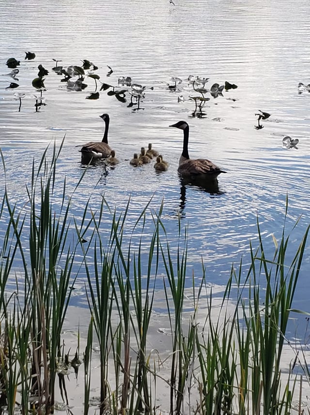 Bixler Lake Ducks.jpg