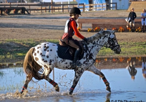Fresno County Horse Park5