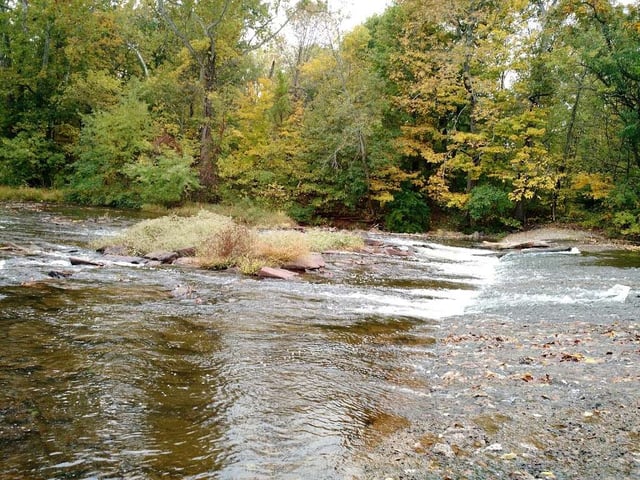 Branchwood 1