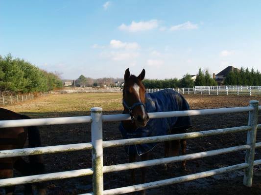 Gambler's Choice Equestrian Center6