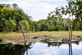 calvert cliffs state park water