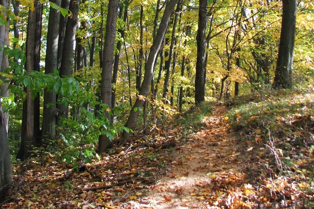 Dune Pines Nature Preserve5