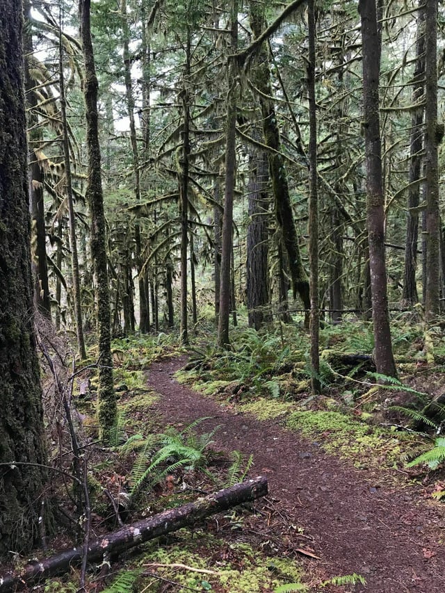 Umpqua National Forest10