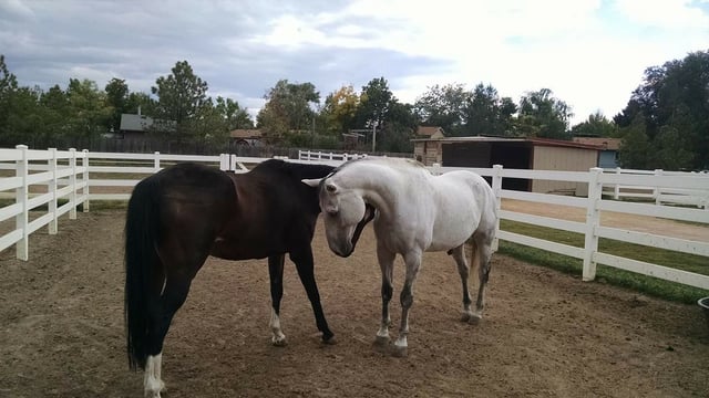 Savanna Ridge Equestrian Center and Horse Boarding .jpeg
