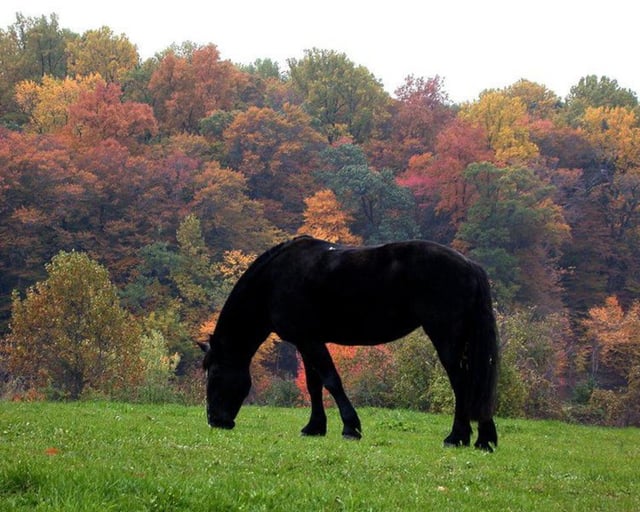 Carousel Park Equestrian Center 3