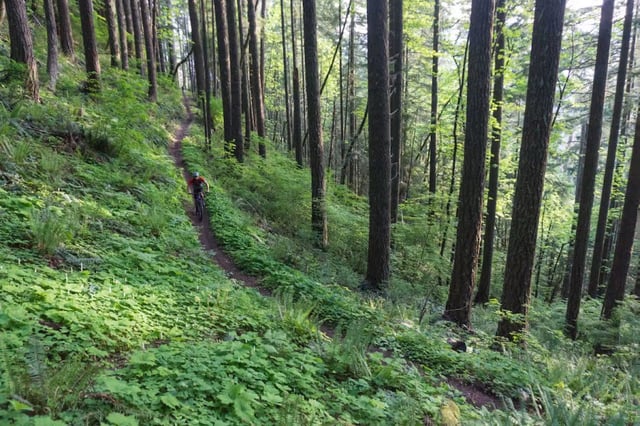 Alpine Trail8