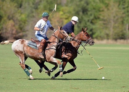 Fairfield Polo Club8