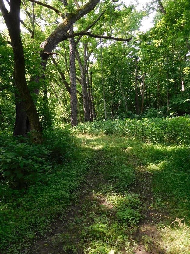 VVF trail