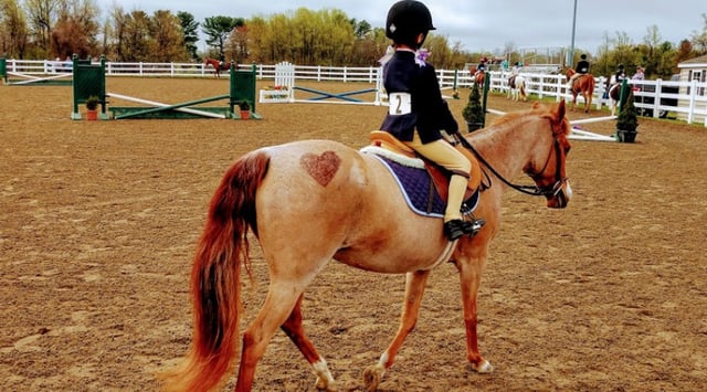 Carousel Park Equestrian Center 4