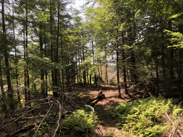 Berry Pond Preserve 3