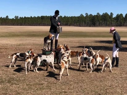 Aiken Hounds6