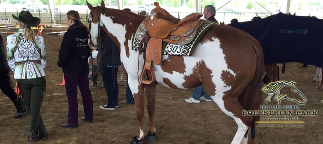 Salt Lake County Equestrian Center horse