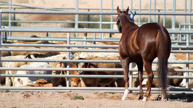 Horseshoe Park & Equestrian Centre 4