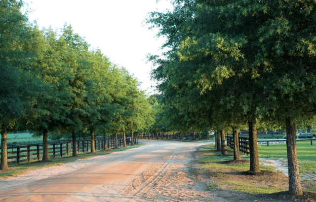 new bridge polo club 6